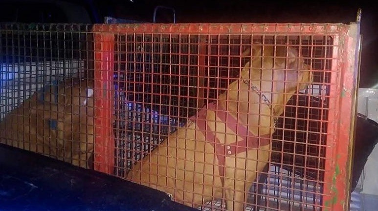 Una mujer quedó gravemente herida tras ataque de dos perros pitbull de un vecino | Actualidad