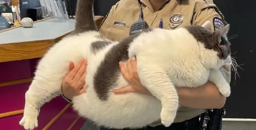 Final feliz: le encontraron hogar al gato "más grande del mundo" | Internacionales