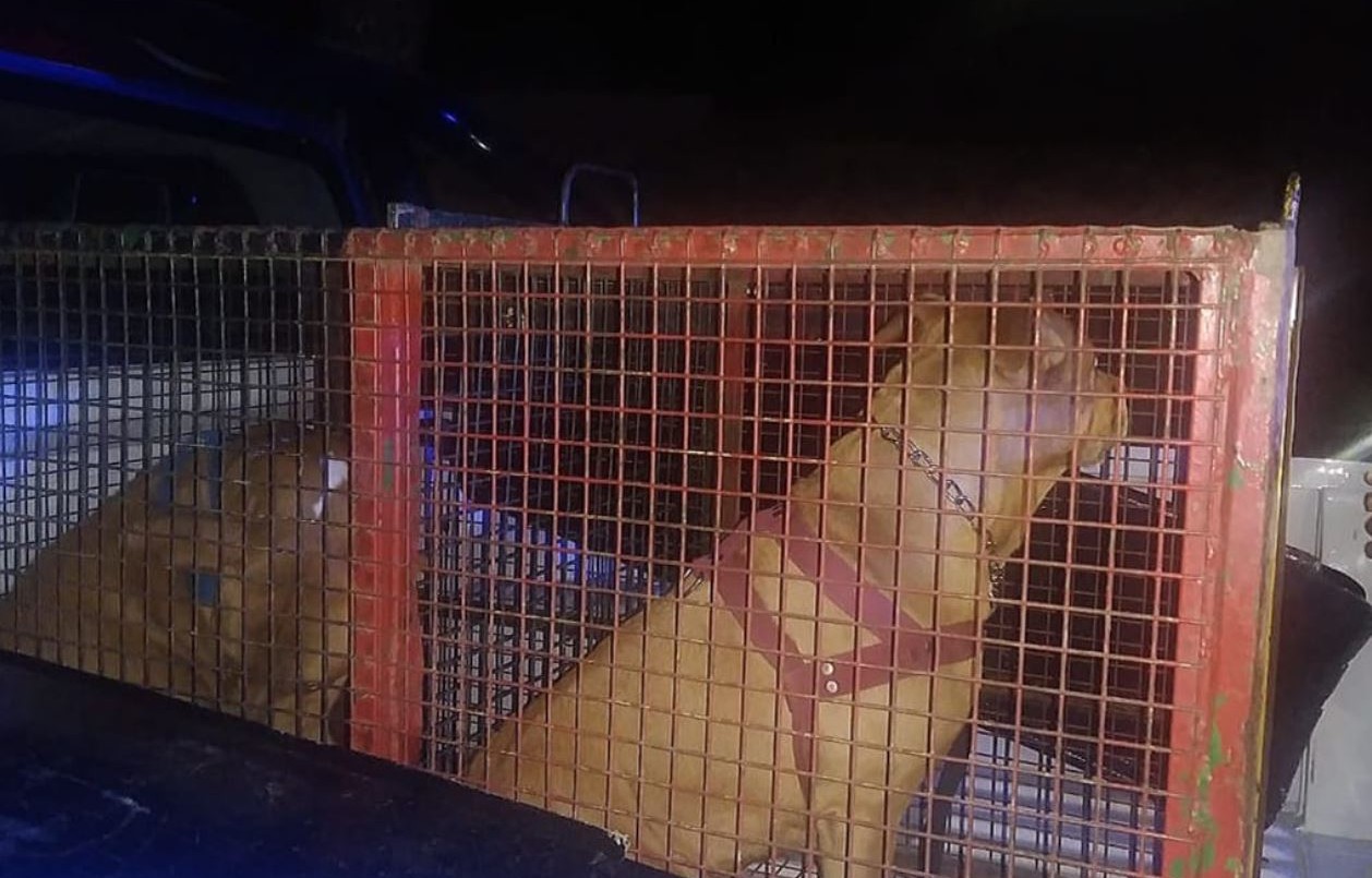 Horror en La Falda: dos pitbull se metieron en el patio de su casa, la atacaron y quedó en terapia intensiva | Actualidad