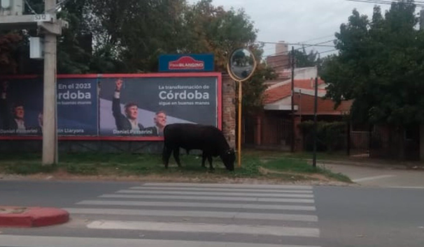 Insólito: Un toro suelto en las calles de Córdoba | Actualidad