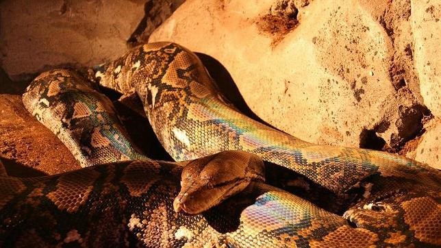 Serpientes pitón asaltan los baños públicos de Australia | Curiosidades