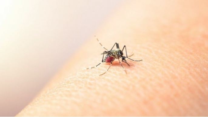 Confirman más de 56 mil casos de dengue y más de 1200 de chikungunya en todo el país | Actualidad