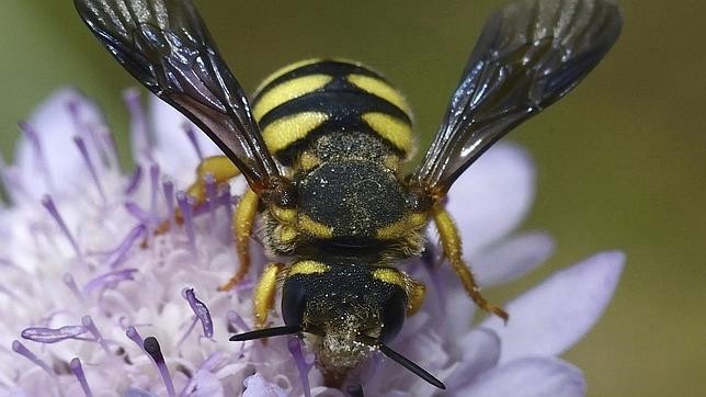 Ganó un premio de ciencia curiosa por dejarse picar el pene por una abeja | Curiosidades