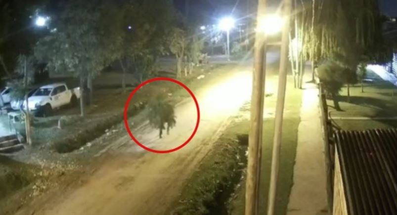 Berisso: detuvieron a un joven acusado de asesinar a un hombre para robarle una planta de marihuana | Actualidad