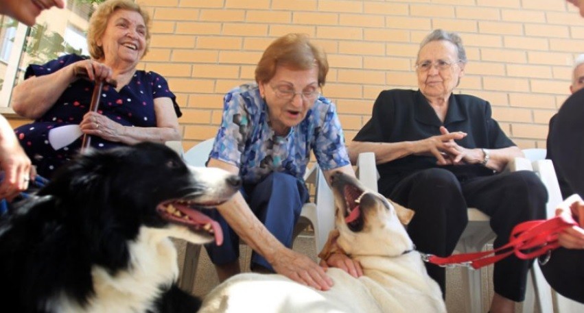 Se podrá tener mascotas en los geriátricos de CABA: qué establece la nueva ley | Actualidad