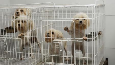 Activistas, contra Mercado Libre por la venta de perros | Actualidad