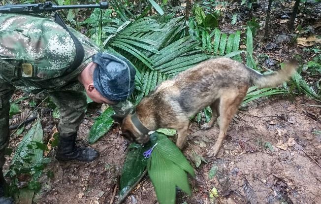 Rescataron a cuatro niños perdidos durante 17 días en la selva colombiana tras accidente de avioneta | Internacionales