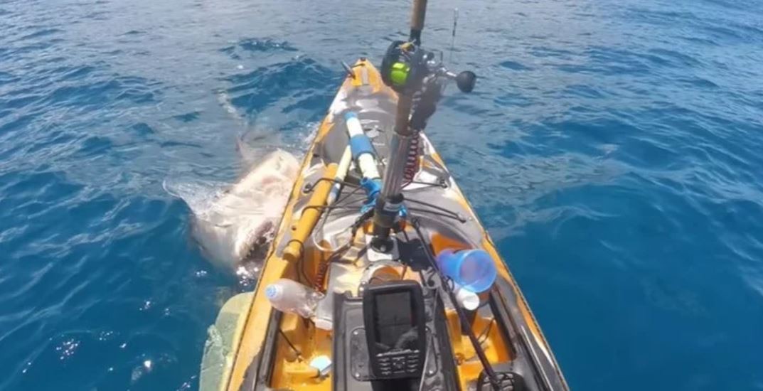 Video: el ataque de un tiburón tigre a un pescador de Hawái | Redes