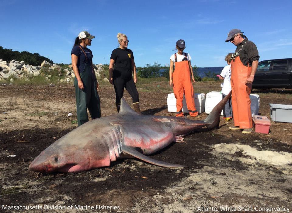 Hallan muerto a tiburón blanco varado en la costa de Massachusetts | Curiosidades