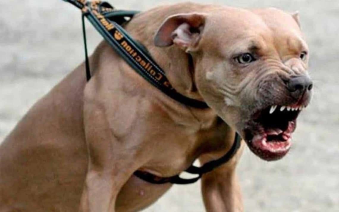 Vio que un pitbull atacaba a una beba y lo apuñaló para liberarla: la menor está grave | Internacionales