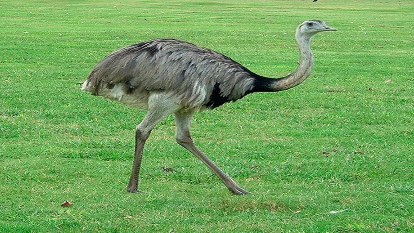 Condenaron a dos hombres por cazar ñandúes, animales de captura prohibida | Actualidad