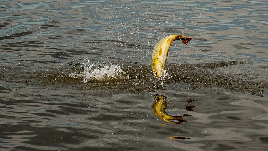 Impresionante video muestra una gran cantidad de dorados saltando en el Río Paraná | Clima, naturaleza y medio ambiente