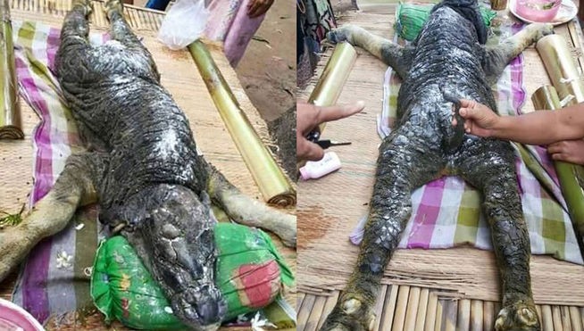 Tailandia: el extraño animal con cabeza de cocodrilo y cuerpo de búfalo | Curiosidades