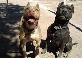 Santa Fe: Una beba fue atacada por dos perros pitbulls y está en grave estado | Actualidad