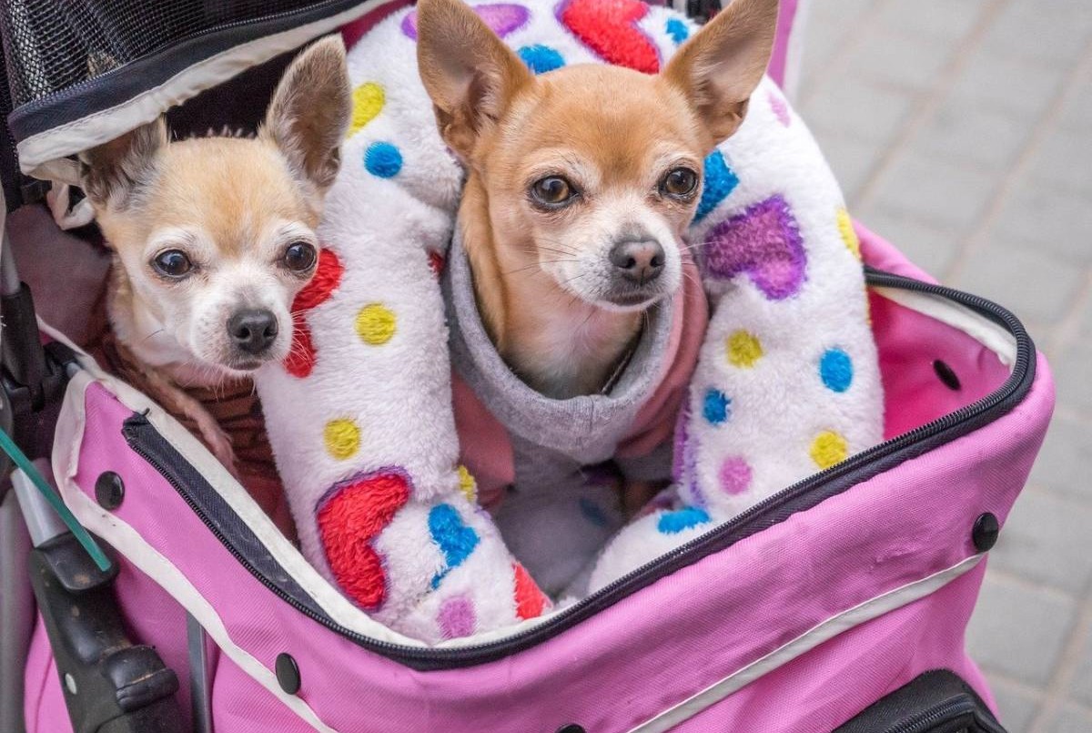 Veterinarios advirtieron sobre el riesgo de "humanizar" a mascotas | Actualidad