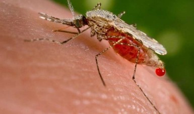 Después de dos décadas, confirman cinco casos de malaria en los estados de Florida y Texas | Internacionales