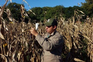 Agua oxigenada para cuidar los cultivos de maíz, un proyecto universitario que sorprende en el NEA | Actualidad