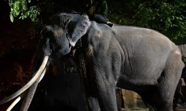 Regresan un elefante a Tailandia por acusaciones de maltrato en Sri Lanka | Clima, naturaleza y medio ambiente