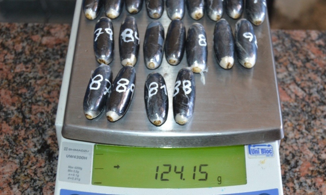 Trasladaba 98 cápsulas de cocaína en su estómago: detenido en un micro en Jujuy | Actualidad