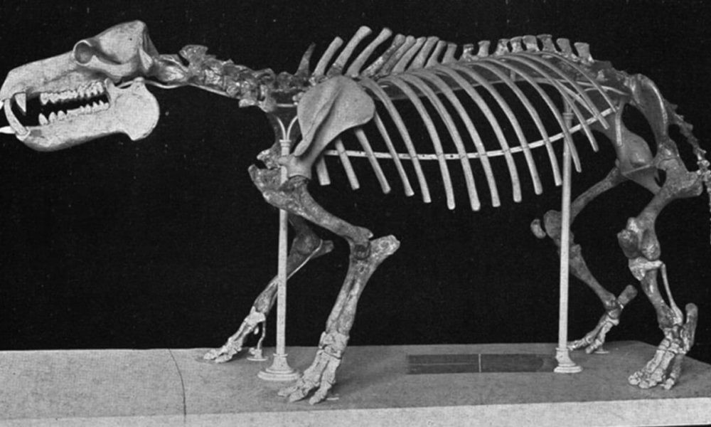 Descubren fósiles de diez hipopótamos enanos en isla griega de Creta | Internacionales