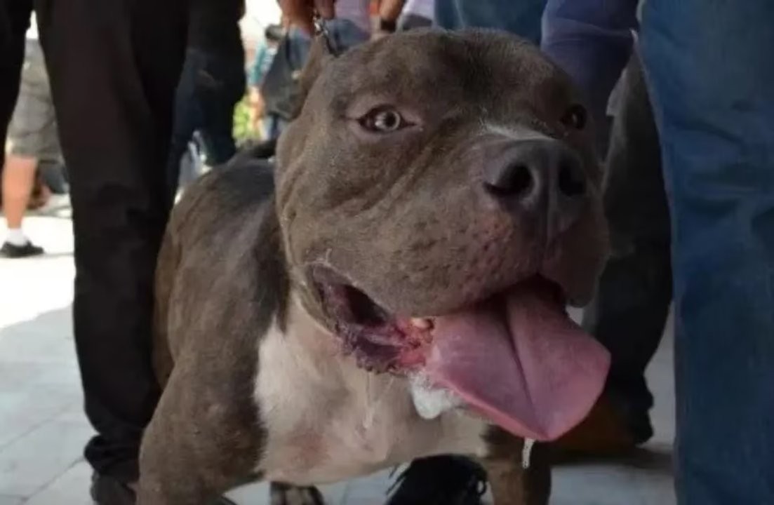 Córdoba: Una nena fue atacada por un perro de la familia se recupera favorablemente | Actualidad