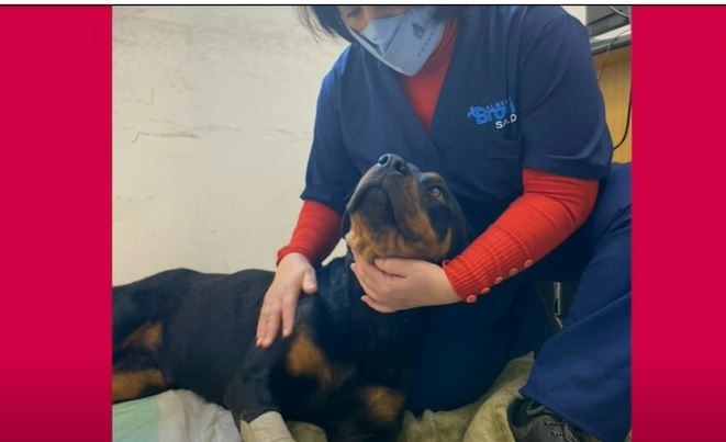 Crueldad animal: baleó a su perra porque le comió el matambre | Actualidad