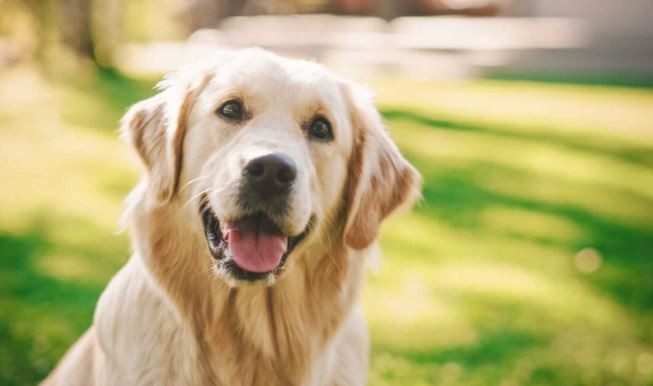 Ordenan indemnizar a una mujer porque un Golden Retriever le arrancó la nariz | Actualidad