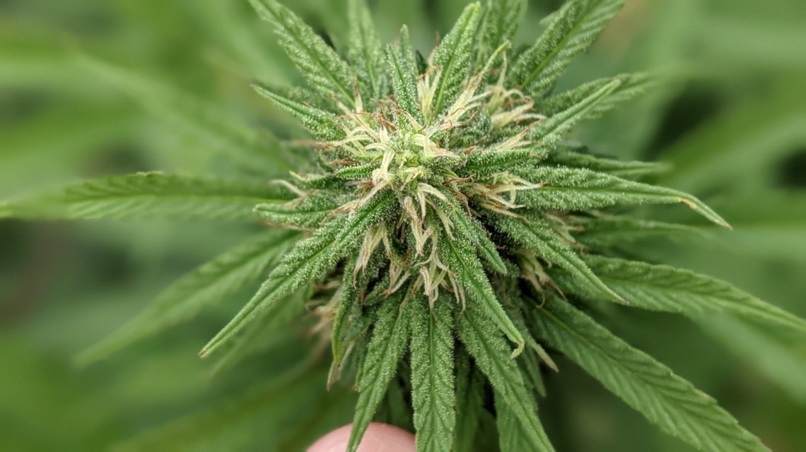 "Aromito": la primera variedad de semilla de cannabis registrada en Santa Fe | Actualidad