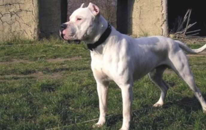 Brutal ataque de una perra dogo a un niño de 6 años mientras jugaba en la plaza | Actualidad