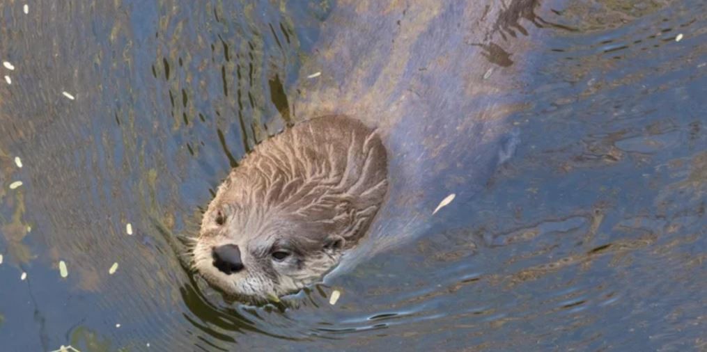 Tres mujeres estaban de vacaciones, fueron a navegar en bote en un río y las atacó una nutria | Internacionales