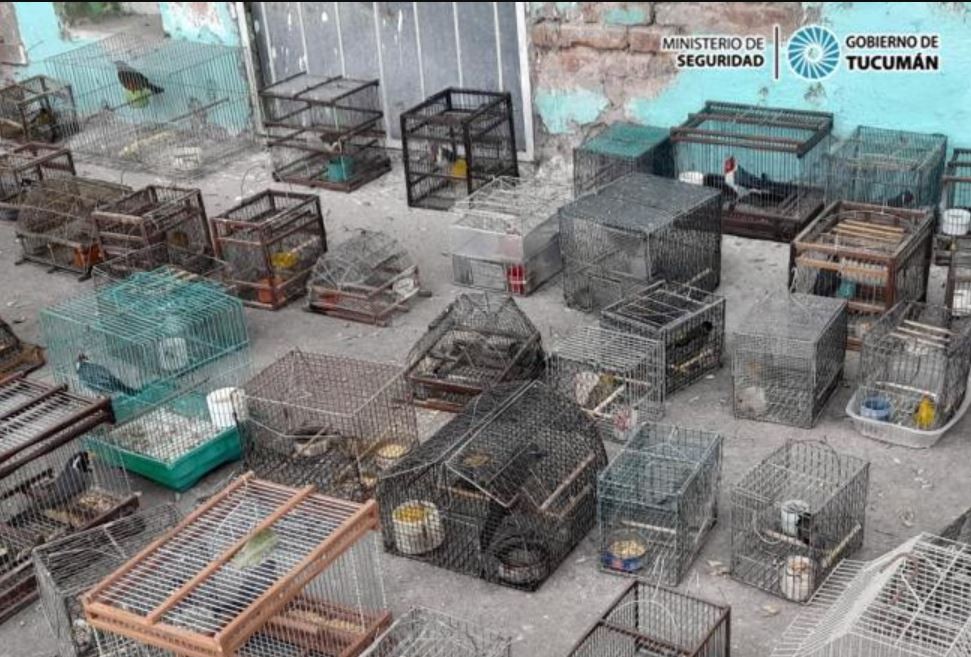 Rescatan más de 90 aves autóctonas que estaban en cautiverio en una vivienda de Tucumán | Actualidad