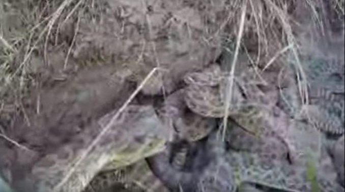 Encontró dos serpientes trenzadas y atascadas en el techo de su casa | Curiosidades