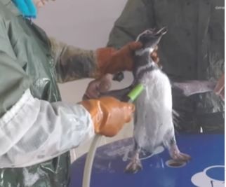 Regresan al océano a 15 pingüinos que presentaban hipotermia, desnutrición y empetrolamiento | Clima, naturaleza y medio ambiente