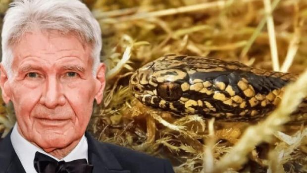 Encuentran nueva especie de serpiente en selva de Perú y la bautizan "Harrison Ford" | Clima, naturaleza y medio ambiente