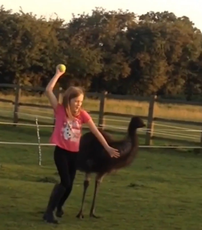 Video: Un avestruz, el mejor amiga de una nena | Redes