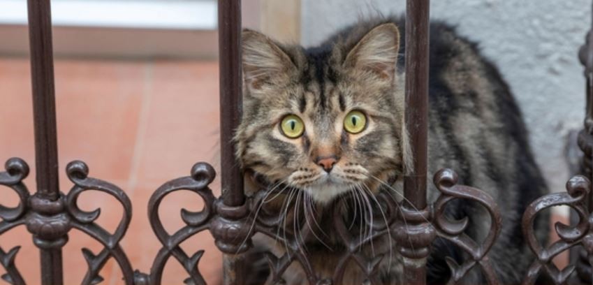 El robo del gato "Mishu": la Cámara abrió la puerta para la "probation" de los acusados | Actualidad