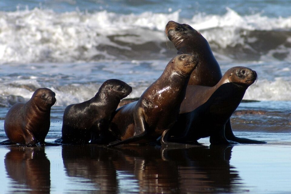 El Senasa confirmó nuevos brotes de gripe aviar en lobos marinos en Buenos Aires y Chubut | Clima, naturaleza y medio ambiente