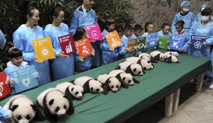 China: nacieron seis parejas de osos panda gemelos | Curiosidades