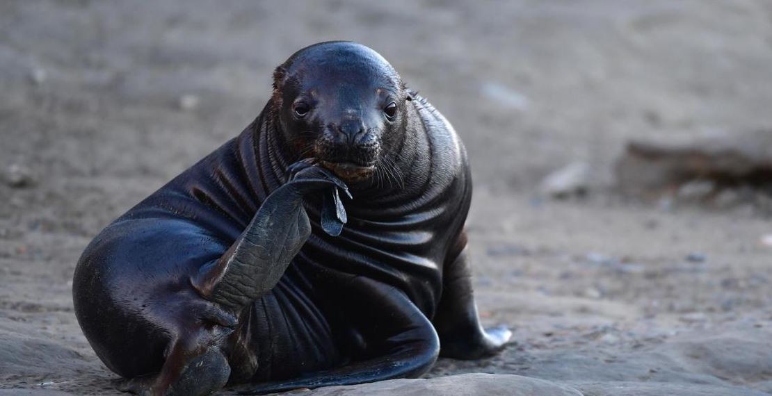 El SENASA recomendó "medidas preventivas" ante la mortandad de lobos marinos por gripe aviar | Clima, naturaleza y medio ambiente