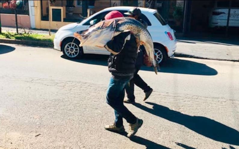 Críticas para un pescador que atrapó un surubí de 40 kilos y se lo llevó al hombro | Actualidad