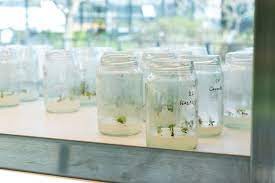 Se inauguró el primer vivero in vitro en el Ecoparque de la Ciudad de Buenos Aires | Actualidad