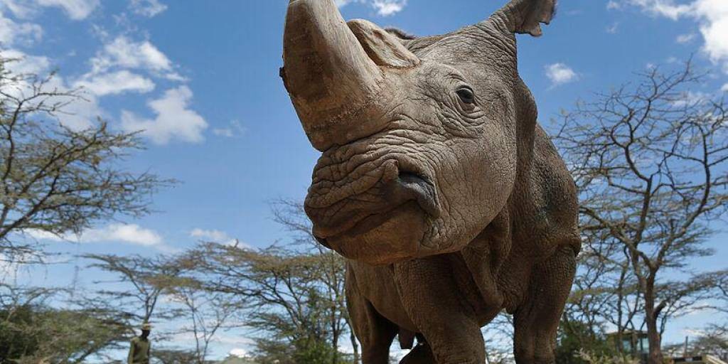 Un rinoceronte mató a una cuidadora de un zoológico en Austria | Internacionales