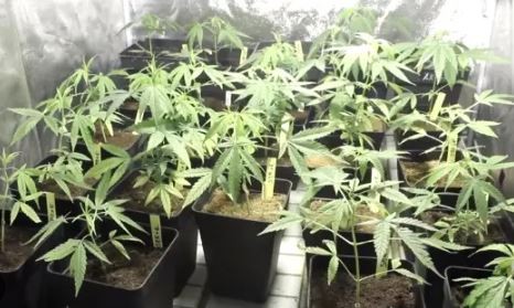 Invernadero de marihuana en San Telmo: detienen a una mujer | Actualidad