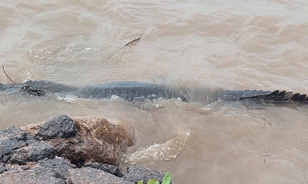 Sorprendente aparición de un yacaré en la costanera de San Lorenzo | Actualidad
