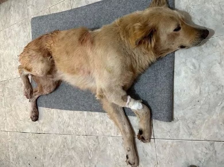 Imágenes sensibles: acuchilló al perro de su vecino sin mediar palabras y fue detenido | Actualidad
