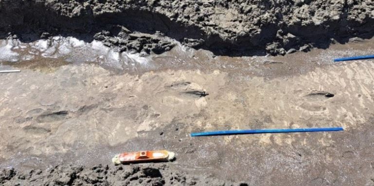 Descubrieron huellas de un ave prehistórica en las costas de Río Negro | Actualidad