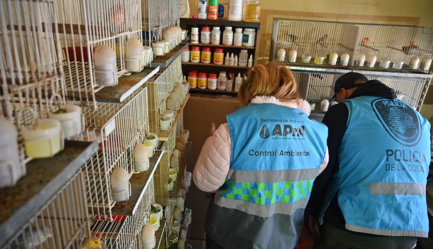 Rescatan aves hacinadas en un criadero ilegal en la ciudad de Buenos Aires | Actualidad