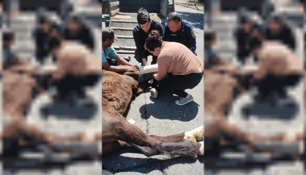 Colapsó un caballo que impulsaba un carro y debió ser sacrificado | Actualidad