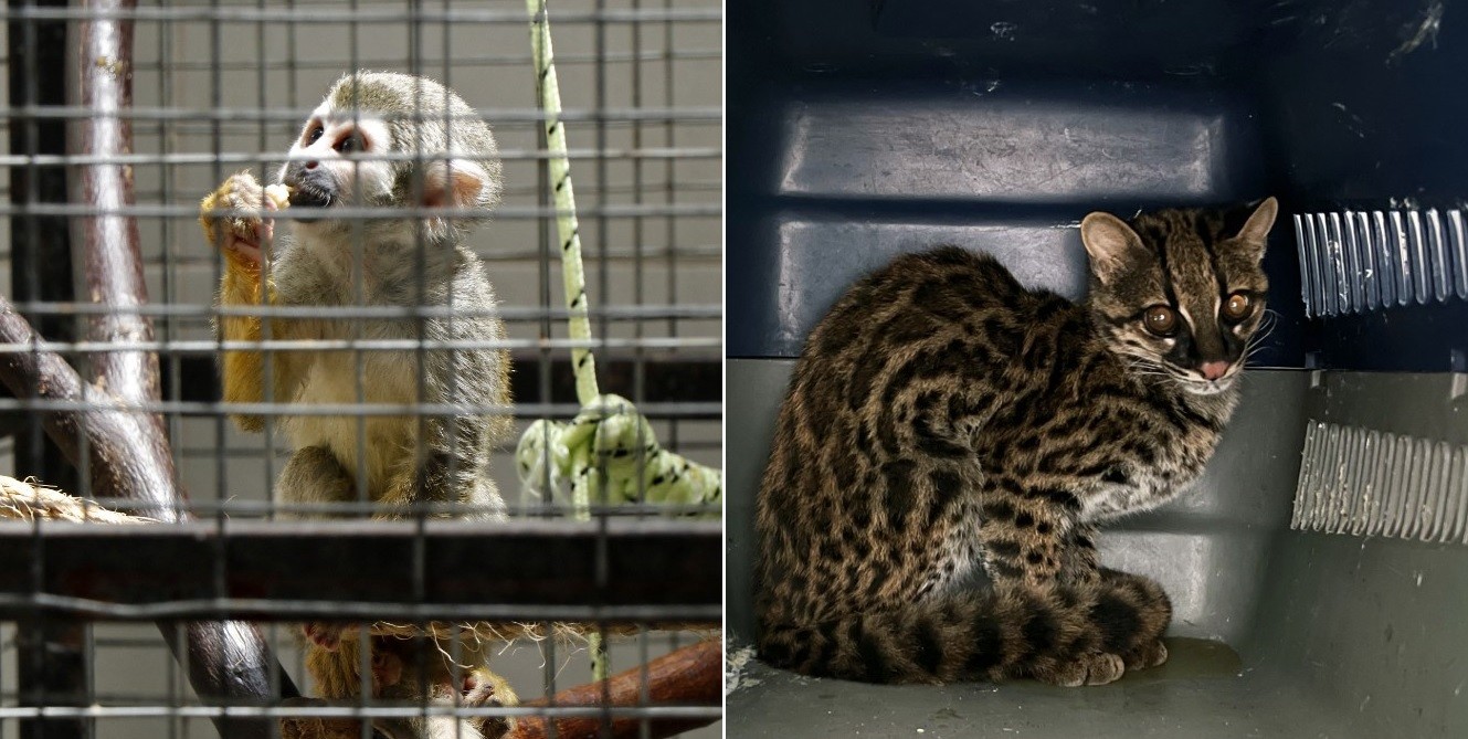 Narcozoológicos, la moda del poder de la cocaína en Ecuador | Internacionales