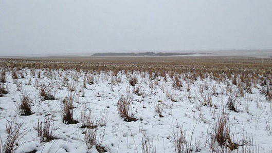 #EsViral: ¿dónde están las ovejas? | Curiosidades